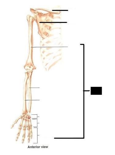 Anatomía Tema 9 Miembro Superior Flashcards Quizlet