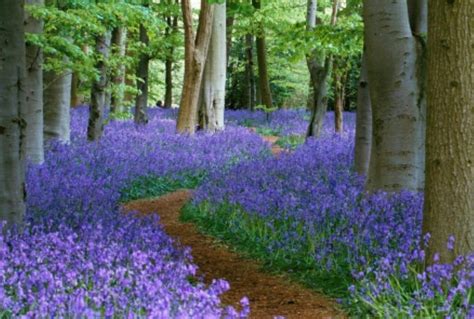 Pin By Lisa Cohen On Beautiful Scenery Bluebells Blue Bell Flowers