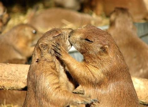13 Cute Animal Couples That Will Make Your Day Virily