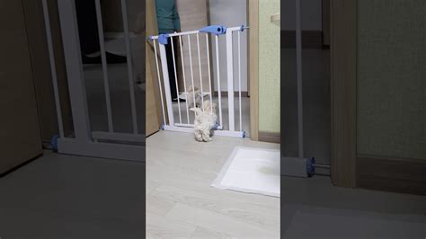 안전문에 걸린 강아지 Puppy Stuck In The Fence Youtube