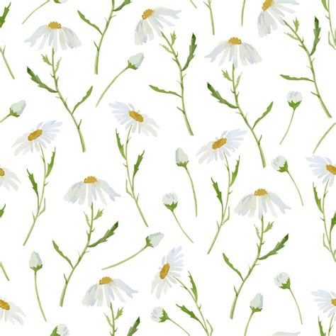 Seamless Pattern With Chamomile Watercolor Print With White Daisy