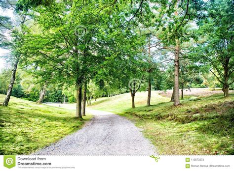 Path In Spring Or Summer Forest Nature Road In Wood Landscape
