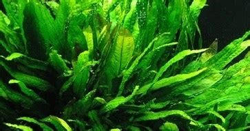 Aquascape 20x20x25 pas buat di kamar. Java Fern Aquascape