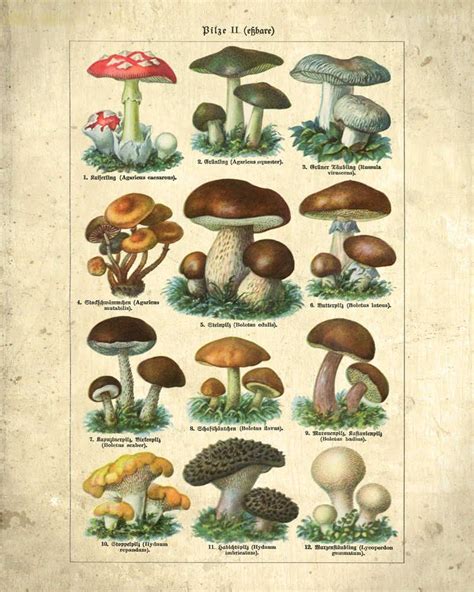 Mushroom Illustration Vintage Print 22 Mushroom Poster Etsy In 2020