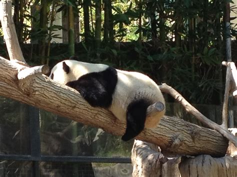 The San Diego Zoo Panda Is Having A Lazy Day Panda Bear San Diego
