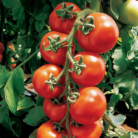 Sugar Lump Tomato Cherrygrape Tomato Seeds Totally Tomatoes