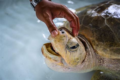Leatherback Sea Turtle Mouth
