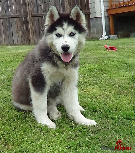 Excellent miniature siberian husky puppies for sale in uk now 5 months old, vaccinated, health card and guarantee genetic, congenital written purity of race, are professionals. Siberian Huskies For Sale - Siberian Husky Puppies For Sale