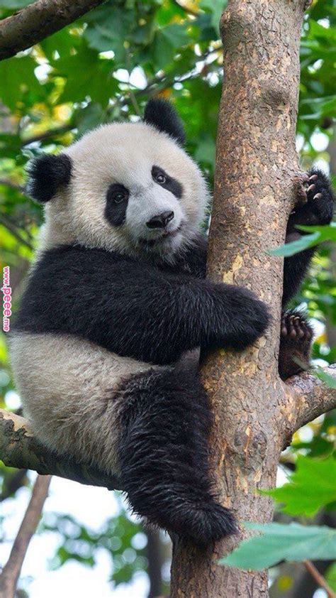 Hanging On Pandas Pinterest Panda Panda Bear And Cute Animals