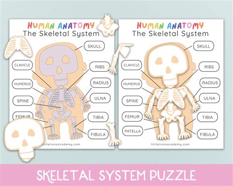 Skeletal System Puzzle Human Anatomy Activity Homeschool Curriculum