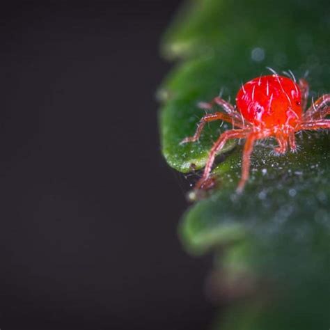 How To Get Rid Of Spider Mites On Indoor Plants Indoor Plant Guides