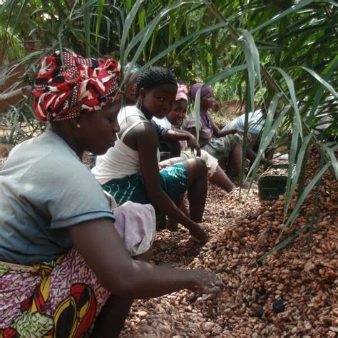Digitizing Payments In The Ghana Cocoa Sector The Path To Financial