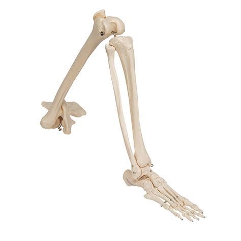 Leg Skeleton Model With Hip Joint A36 1019366 Lower Limb Bones
