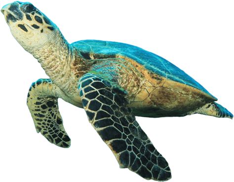 Download Animals Sea Turtle No Background Hd Transparent Png