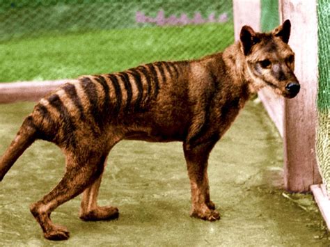 The most famous of all extinct animals credit: Fascinating Extinct Animals You'll Wish Were Still Around ...