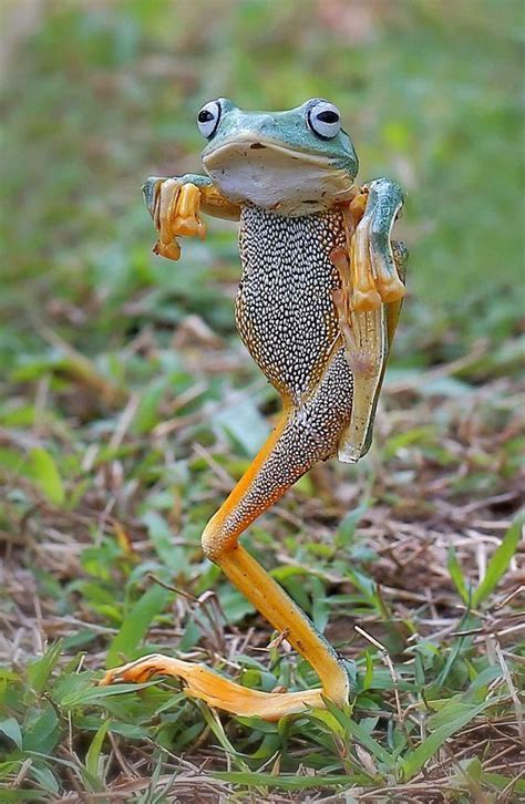 Kung Fu Froggy Animals Beautiful Funny Frogs Cute Animals
