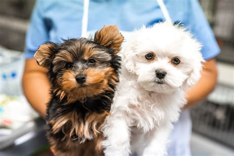 Adopt a rescue dog through petcurious. Puppy Boutique Las Vegas reviews | Pet Adoption at 4343 N ...