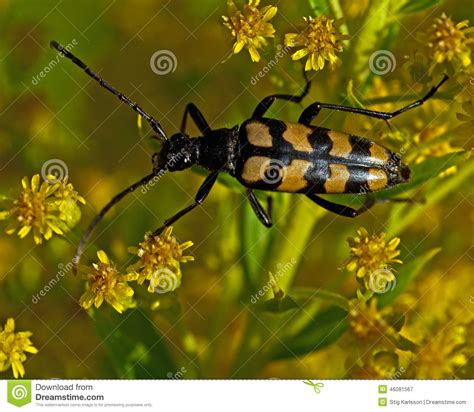 Four Banded Longhorn Beetle Stock Image Image Of Closeup Arthropoda