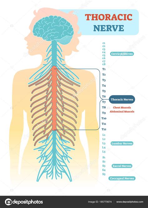 La hoja del resorte espinal Esquema anatómico del nervio torácico Ilustración de vector de