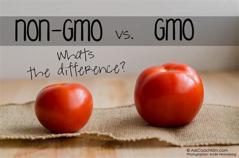 This means that if we are to pursue this. Finally! Genetically Engineered Foods Are Safe To Eat ...