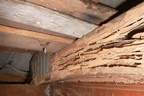 Crawl Space Termite Damage Repair Charlotte Nc Free Quote