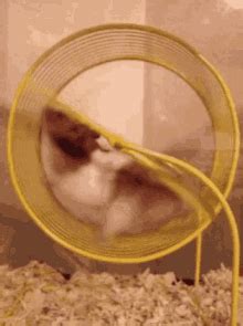 The Hamster Wheel The Written Addiction