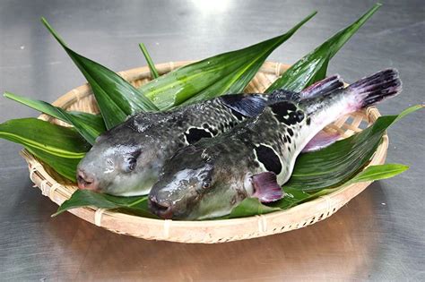 A Taste For Danger The Hazardous History Of Fugu
