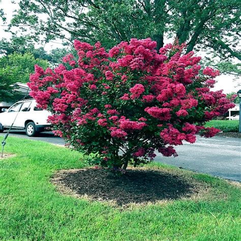 Crape Myrtle Tree Seeds Crepe Lagerstroemia Indica Fast Lilac Flower