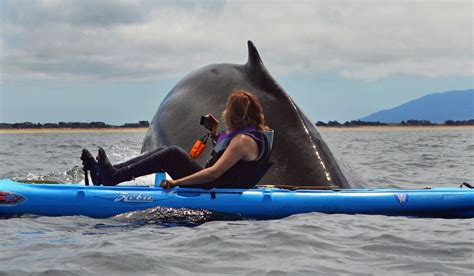 This Is Amazing Whale Kayaking Humpback Whale