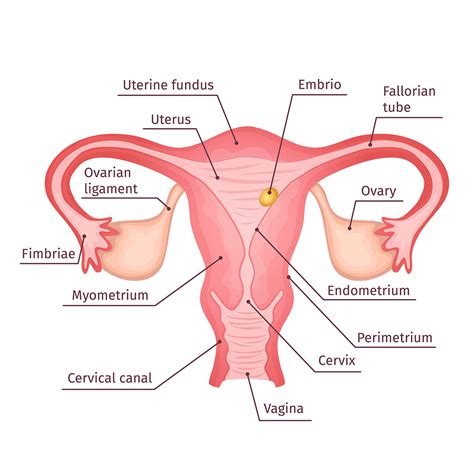 Vaginal Agenesis A Birth Defect Dr Deepa Ganesh