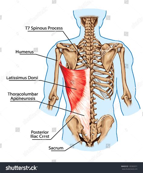 Latissimus Dorsi Muscle Didactic Board Anatomy Stockvector Rechtenvrij Shutterstock