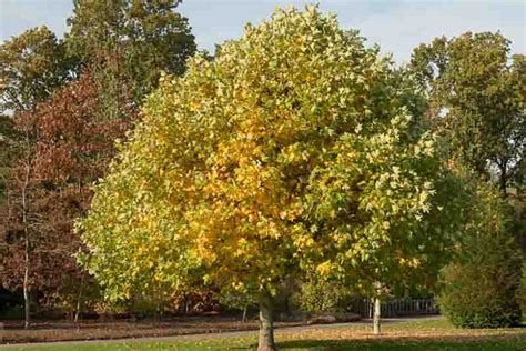 Liriodendron Tulipifera Tulip Tree Tulip Poplar Tree Forest Garden