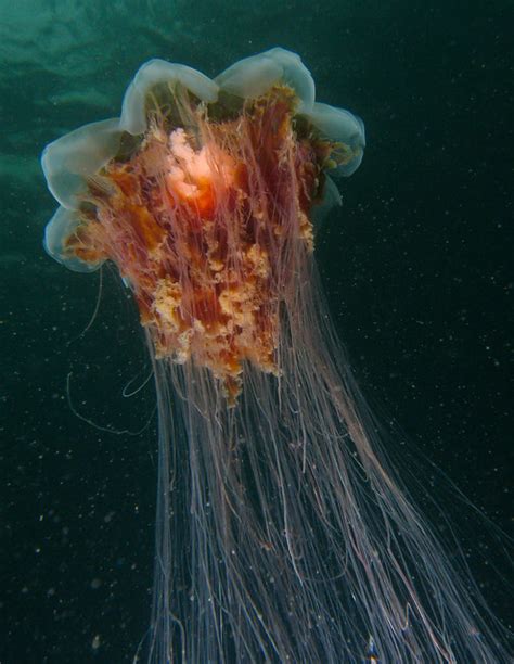 They can grow up to 120 feet in length, and more than 800 tentacles. Lions Mane Jellyfish | Flickr - Photo Sharing!