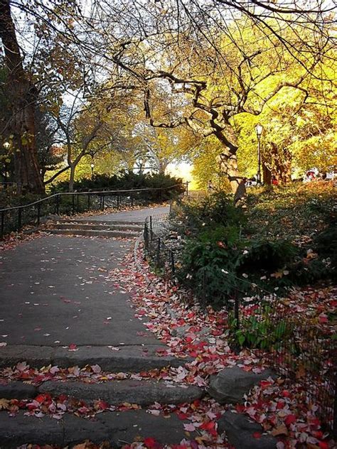 Fall In Central Park New York