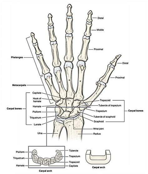 Bones Of The Hand Carpals Metacarpals And Phalanges Earths Lab