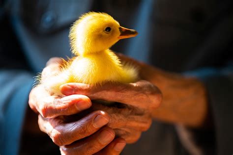 Keeping And Caring For Pet Ducks