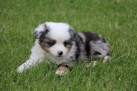 Breeders of champion bloodline mini american shepherds. 2 Miniature Australian Shepherd Puppies - Blue Merle, Blue ...