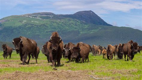 Some Of Alaskas Wood Bison Herd To Be Released Back Into The Wild La