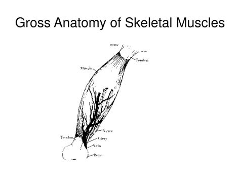 Ppt Gross Anatomy Of Skeletal Muscle Powerpoint Presentation Free
