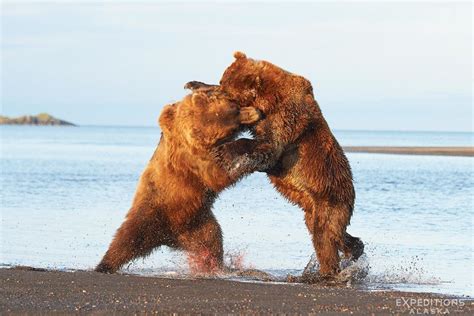 Brown Bears Fighting Over Salmon Katmai National Park Alaska