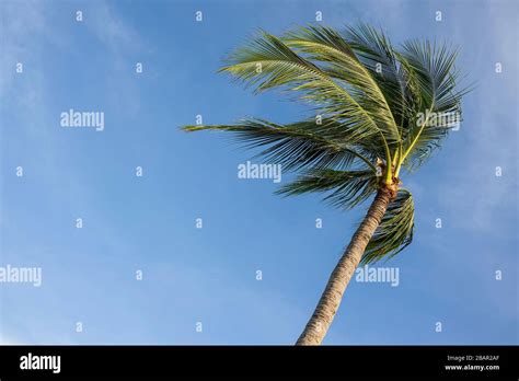 Wind Palme Tree Hi Res Stock Photography And Images Alamy