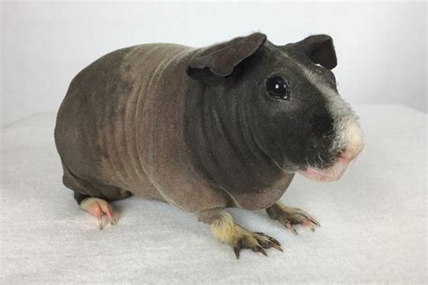 Skinny Pig Hairless Guinea Pig Info Facts Care Guide With
