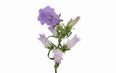 Campanula Lavender Champion Flowers Seasonals Purple