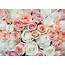 White And Pink Roses Background  High Quality Beauty & Fashion Stock