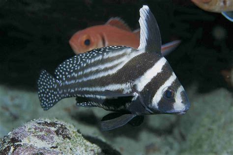 Common Reef Fish Of Florida And The Caribbean