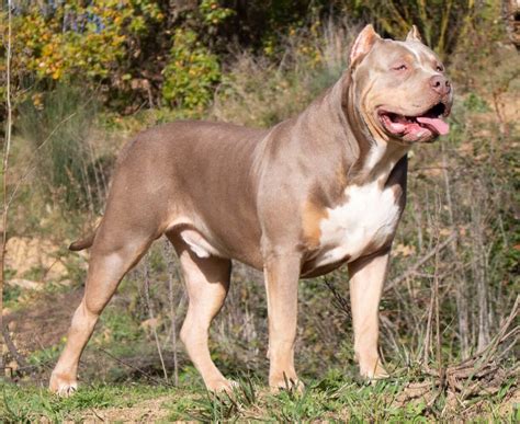 37 Excited American Bully Xl Pictures Photo 8k Bleumoonproductions