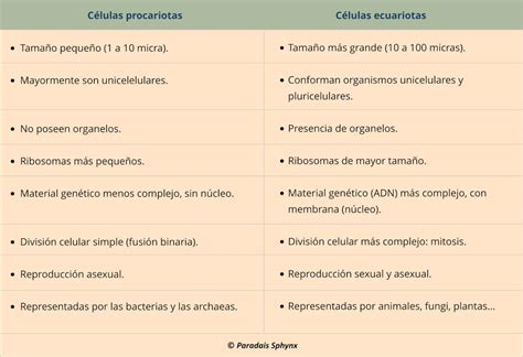 Anatomia Vagetal Diferencia Entre Procariota Y Eucariota My Xxx Hot Girl