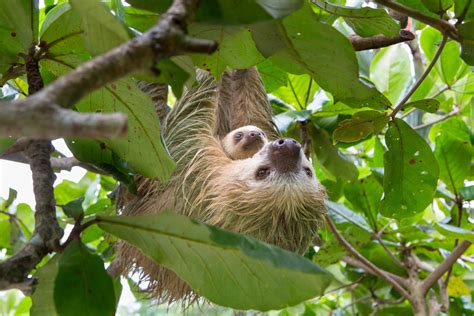Call To Action The Sloth Sanctuary Of Oregon The Sloth