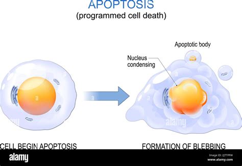 Apoptosis Programmed Cell Death Aging Process In Cells Structural