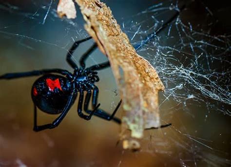 How To Keep Black Widow Spiders From Invading Your Louisville Home